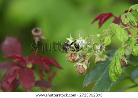 Bumblebee pollinating a raspberry bush
