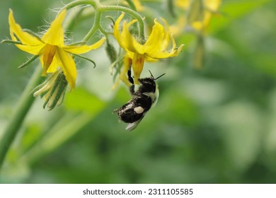Bumblebee pollinating a tomato orchard