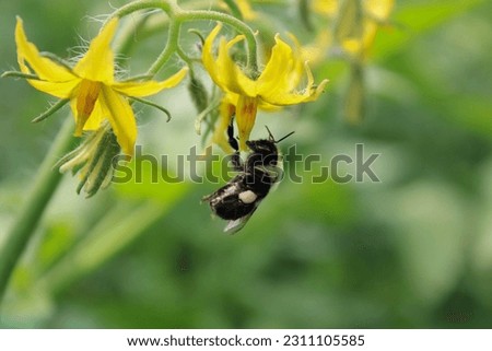 Bumblebee pollinating a tomato orchard
