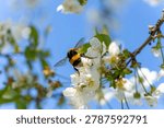 Bumblebee pollinating white fruit tree blossoms on spring branches, close-up with blue sky and blurred flowering background.