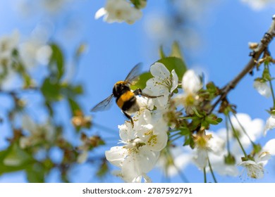 Bumblebee pollinating white fruit tree blossoms on spring branches, close-up with blue sky and blurred flowering background.