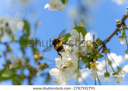 Bumblebee pollinating white fruit tree blossoms on spring branches, close-up with blue sky and blurred flowering background.