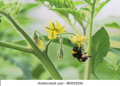 bumblebee pollination making a flower of a bush planted in a greenhouse tomato