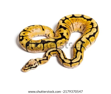 Bumblebee Python Regius, isolated on white