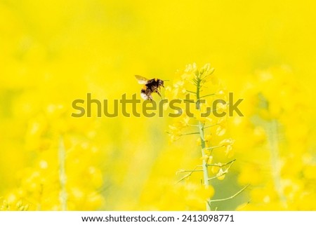 Bumblebee in the rapeseed field, honey, bee