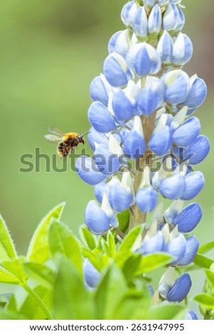 A bumblebee in search of pollen