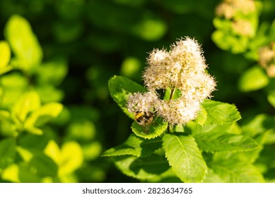 A bumblebee, with its sharp details and clearly visible wing veins and hairs glistening in the sunlight, perched beneath a cluster of white Spiraea latifolia (broadleaf meadowsweet) flowers, against a backdrop of green foliage and black soil.