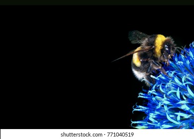 Bumblebee Sit On A Blue Flower Isolated On Black Background