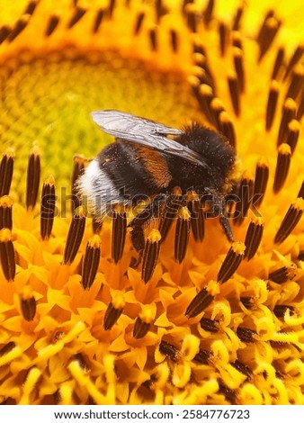 Similar – Image, Stock Photo Bumblebee sitting on a flower of the aster