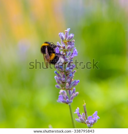 Bumblebee sitting on a flower against a blurred green background