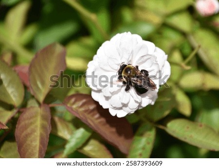 Similar – Image, Stock Photo Bumblebee sitting on a flower of the aster