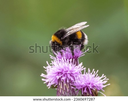 Bumblebee sitting on a thistle blossom