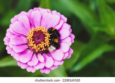 Bumblebee sleeping on pink zinnia flower, Bombus hortorum having rest - Shutterstock ID 2208169183