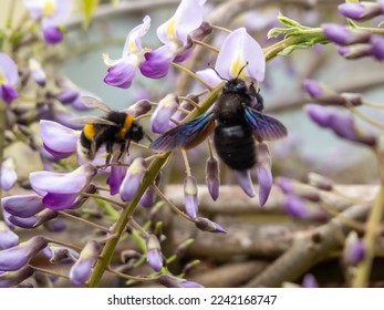 A bumblebee stands nexto to a carpenter bee in a flower.