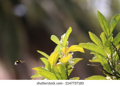 Bumblebee suspended in the air among the flowers