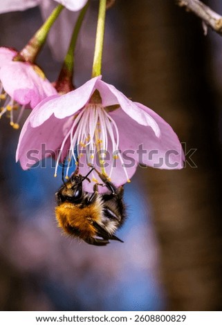 bumblebee upside down on a cherry blossom
