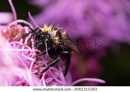 Bumblebee wet with rain and dried on a purple Liatris spicata flower