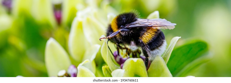 Bumblebee and white Flower, closeup. Small honey plant, attracting pollinators such as honey bees or bumblebee , banner