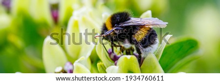Bumblebee and white Flower, closeup. Small honey plant, attracting pollinators such as honey bees or bumblebee , banner