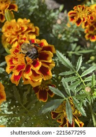 Bumblebee Yellow Perennials Pollen Fall  