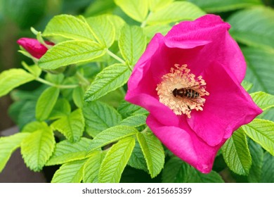 A bumblebee in the yellow stamen of a red Rosa Rugosa rose flower collecting pollen. Close-up of a Sitka Alaska bee also known as a Nootka or Forest bee collecting pollen from the yellow stamen rose