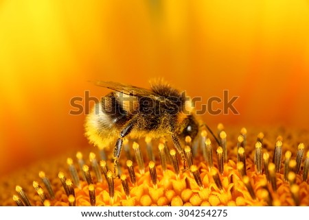 Bumblebees