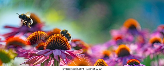 bumblebees and Echinacea flowers close up - Powered by Shutterstock