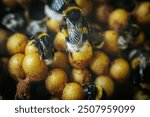 Bumblebees working on a honeycomb inside a hive. Detailed image captures the black and yellow markings on the bees as they interact with the honeycomb, showcasing the intricate and busy life