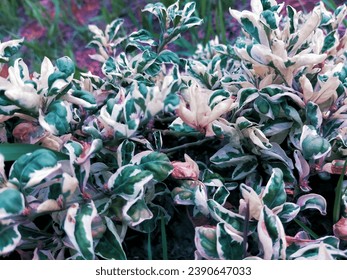 Bumiayu Brebes Central Java Indonesia natural green and white leaves in cemetery 