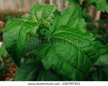 Bumiayu Brebes, Central Java, Indonesia, wild plants with green leaves in 