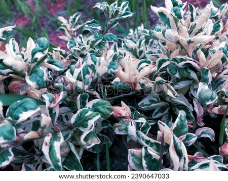 Bumiayu Brebes Central Java Indonesia natural green and white leaves in cemetery 