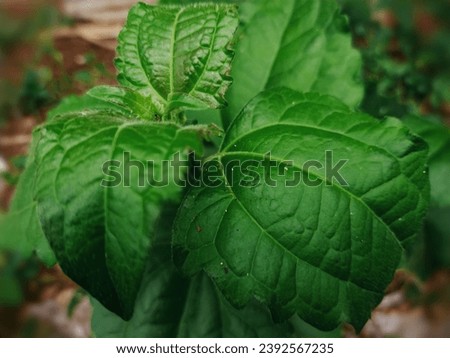 Bumiayu Brebes, Central Java, Indonesia, natural green wild plant leaves 