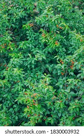 A Bumper Crop Of Cherries On The Branch.