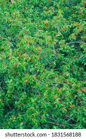 A Bumper Crop Of Cherries On The Branch.