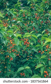 A Bumper Crop Of Cherries On The Branch.