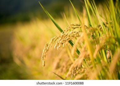 A Bumper Crop Of Rice