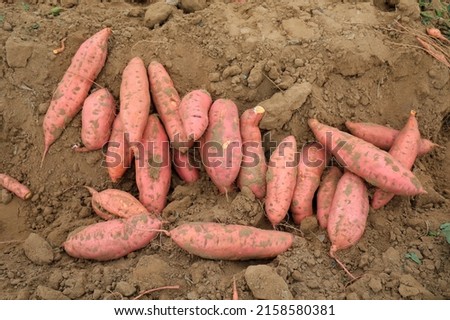 The bumper harvest of sweet potato is in the North China Plain