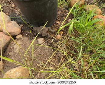 Bumpy brown plump grumpy toad