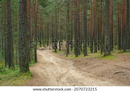 Bumpy dirt road winding off through a pine forest. Summer pine forest landscape, downhill perspective. The rural country road stretch ahead is rough, with mud and 4x4 offroad tracks around the bend.