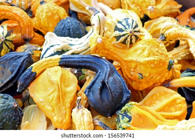 Bumpy Gourd For Fall Season Decoration