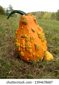 Bumpy Gourd In The Grass