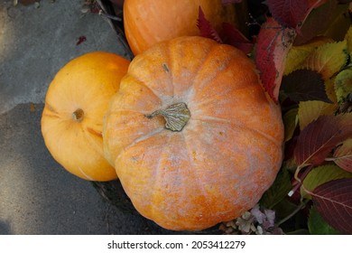 Bumpy Gourd And Pumpkin On The Ground