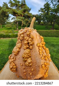 Bumpy Orange Pumpkin Gourd With Stem