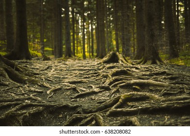 Bumpy path full of roots in mystical forest.