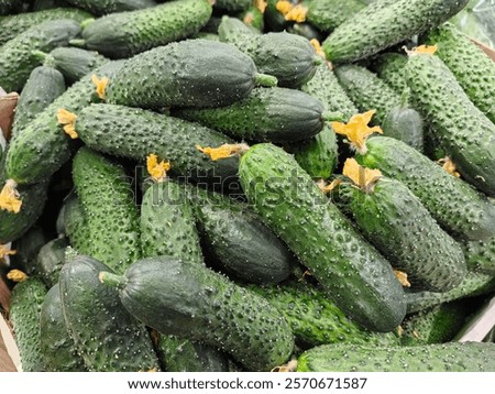 bumpy and smooth cucumbers lie in a box in a store