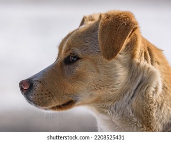 Bun Color Dog From Side Profile. Bun-colored Dog Head Profile From The Sides