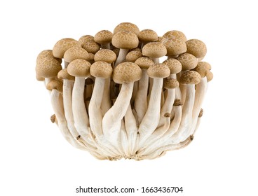 Buna shimeji mushroom isolated on white background - Powered by Shutterstock