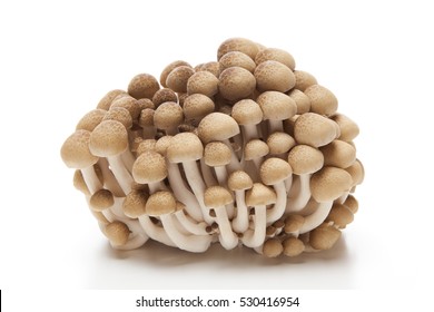 Bunashimeji, Brown Beech Mushroom