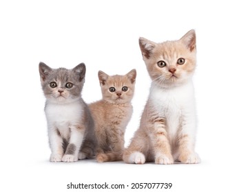 Bunch of 3 various colored British Shorthair cat kittens, standing and sitting together. All facing camera. Isolated on on white background. - Shutterstock ID 2057077739