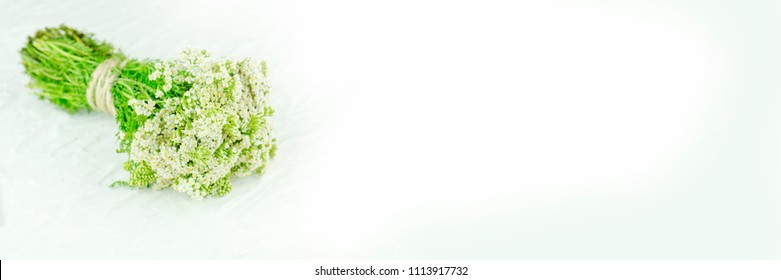 Bunch Achillea millefolium with white flower. Bundle of yarrow. Yarrow  on white background. Yarrow in herbal medicine